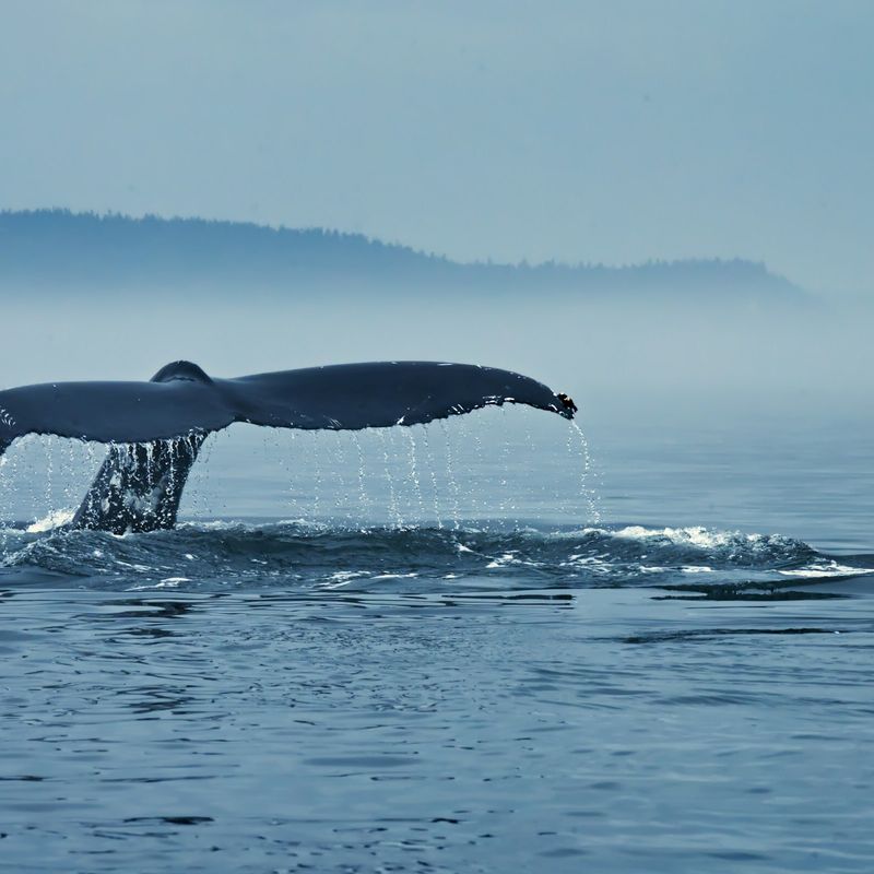 Een walvisverhaal uit het water in Oost-Canada
