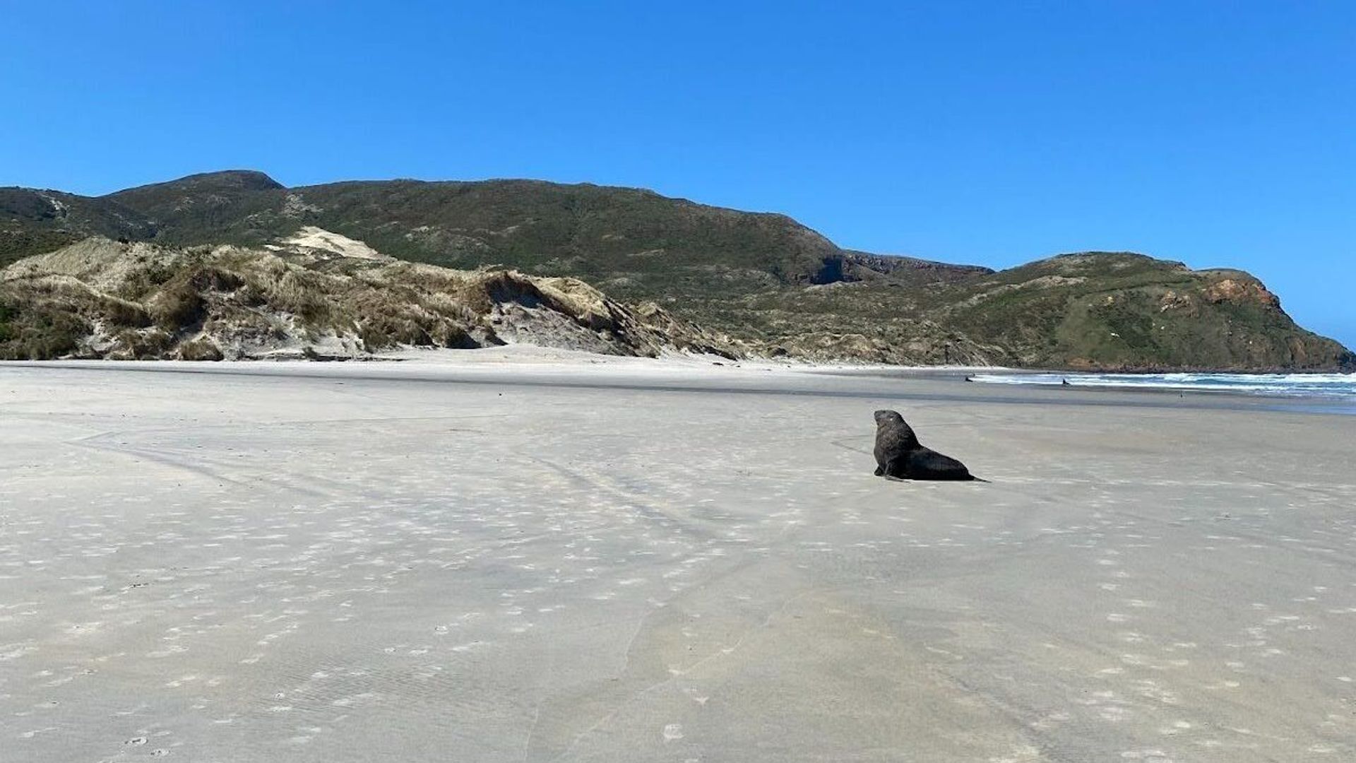 Robbe ruht an einem felsigen Strand an der Küste Neuseelands