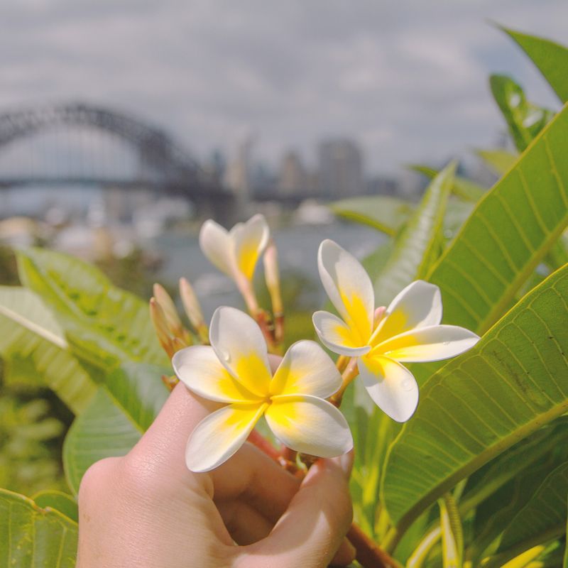 Hand holding white and yellow frangipani flowers with the Sydney Harbour Bridge visible in the background, New South Wales, Australia