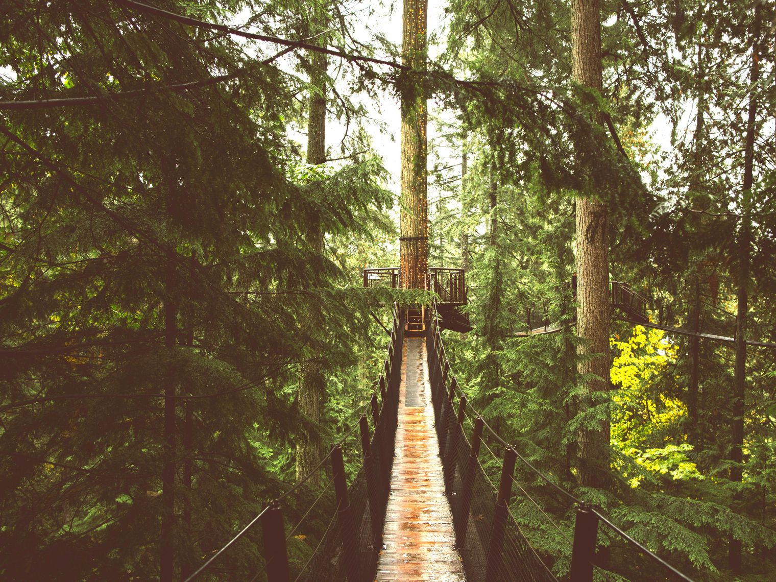 Schmaler Baumwipfelpfad führt durch den Wald im Lynn Canyon Park, Kanada