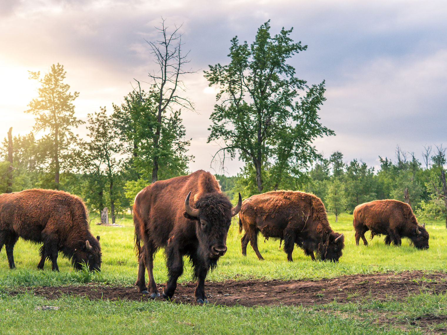 Elk Island Nationalpark Alberta