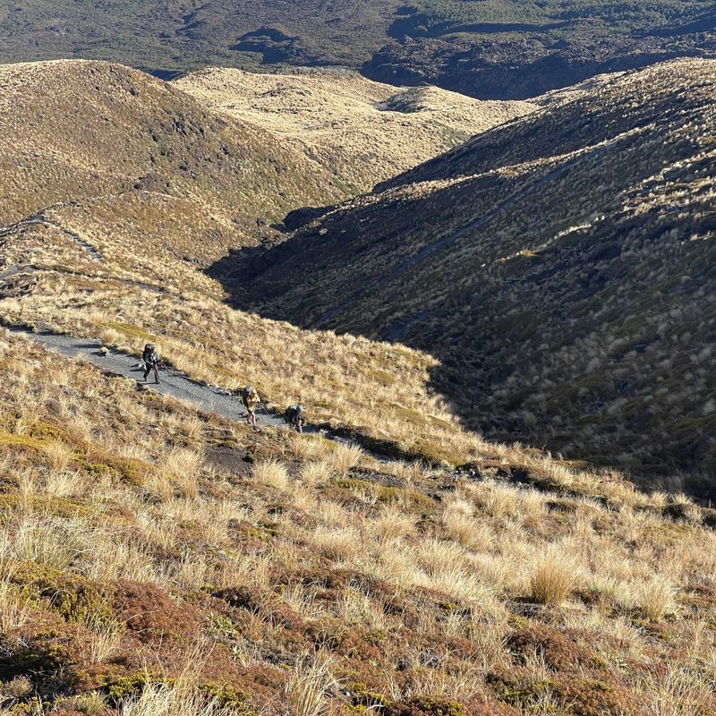 Wandelaars op een verhard pad door goudkleurige pollengrasheuvels op de Tongariro Alpine Crossing, Nieuw-Zeeland