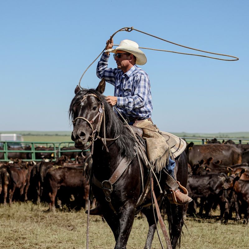 A cowboy on horseback swings a lasso above his head while working a herd of cattle on an open prairie under a clear blue sky at Kara Creek Ranch near Sundance, Wyoming, USA.