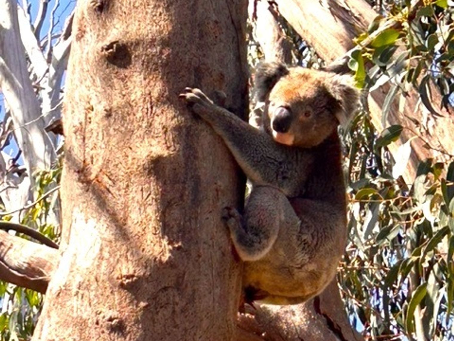 Australien Neuseeland Kunden feedback