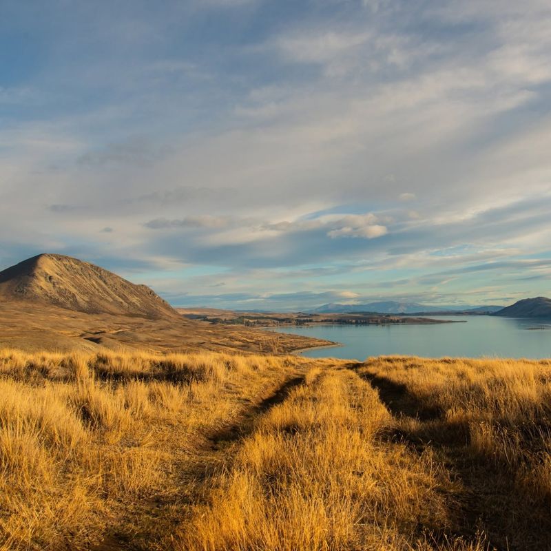 Golden tussock grassland overlooking Lake Tekapo and the mountains, New Zealand