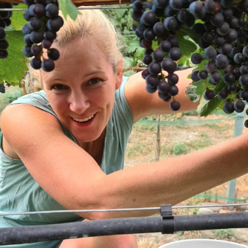 Blonde Frau pflückt blaue Trauben und lacht