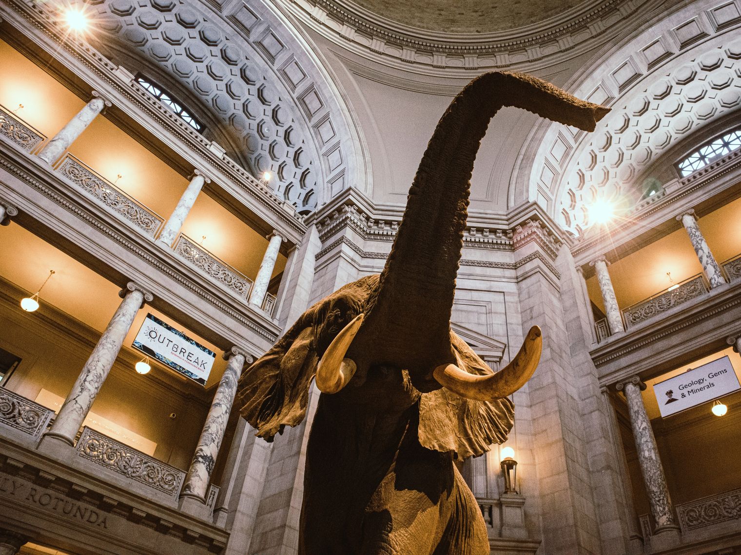 Smithsonian elephant
