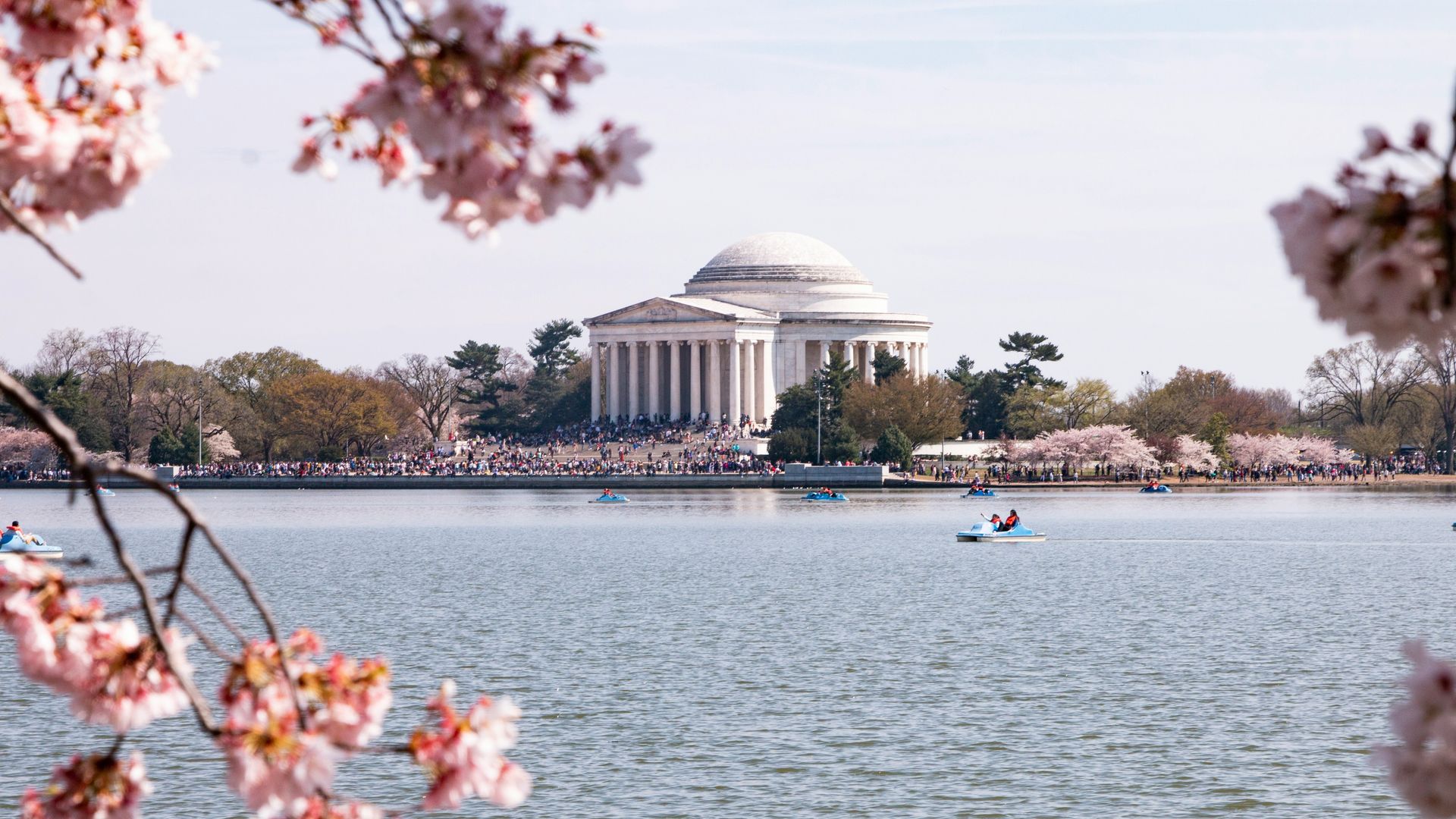 Thomas jefferson memorial cherry blossom