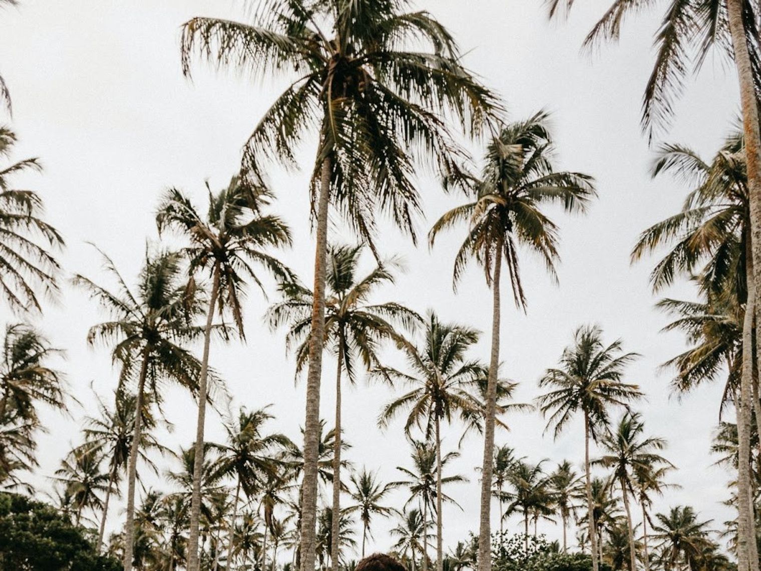 Us hawaii wedding palmtrees unsplash