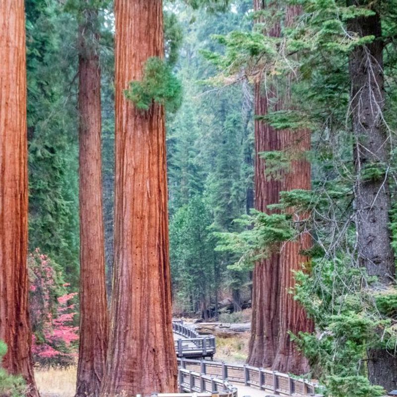 Yosemite giant sequoia