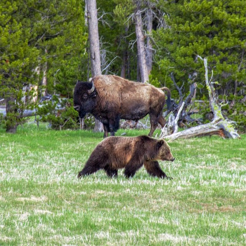 Een beer en een bizon kruisen elkaars pad in Yellowstone National Park