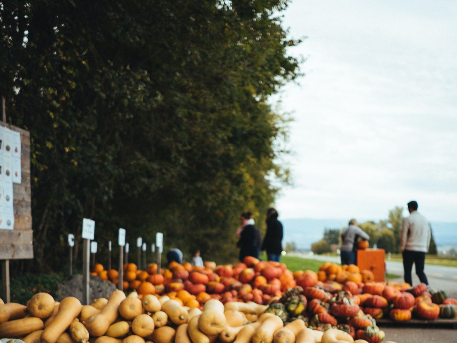 america-culinary-pumpkin-squash