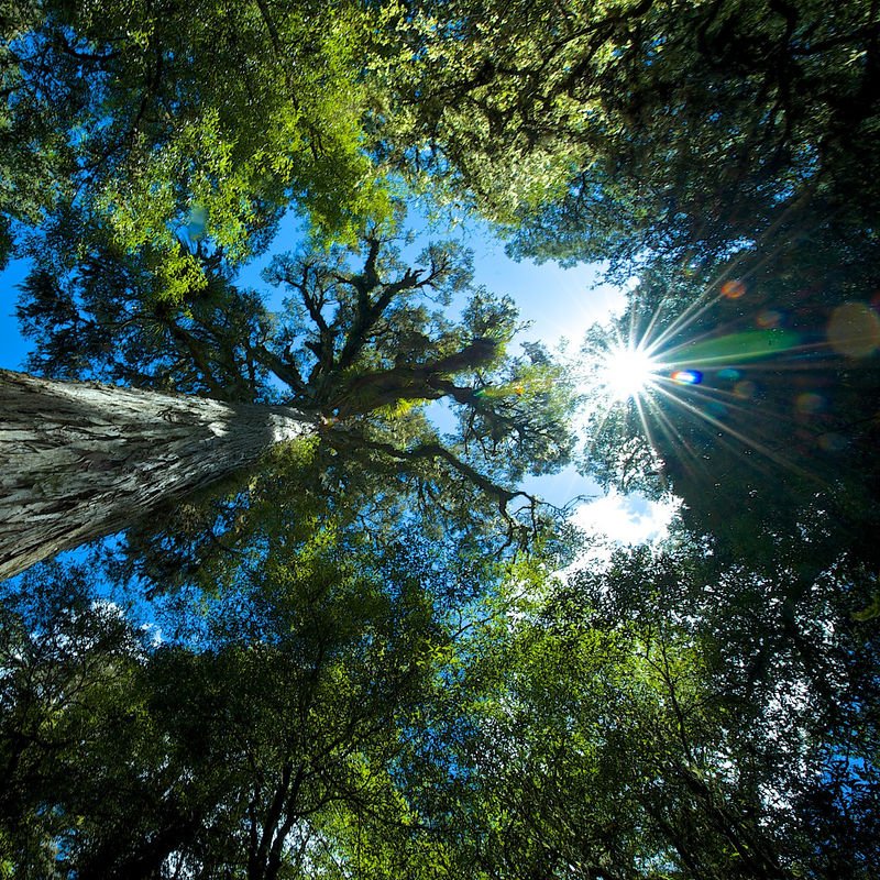 Omhoog kijkend door de bomen naar de lucht