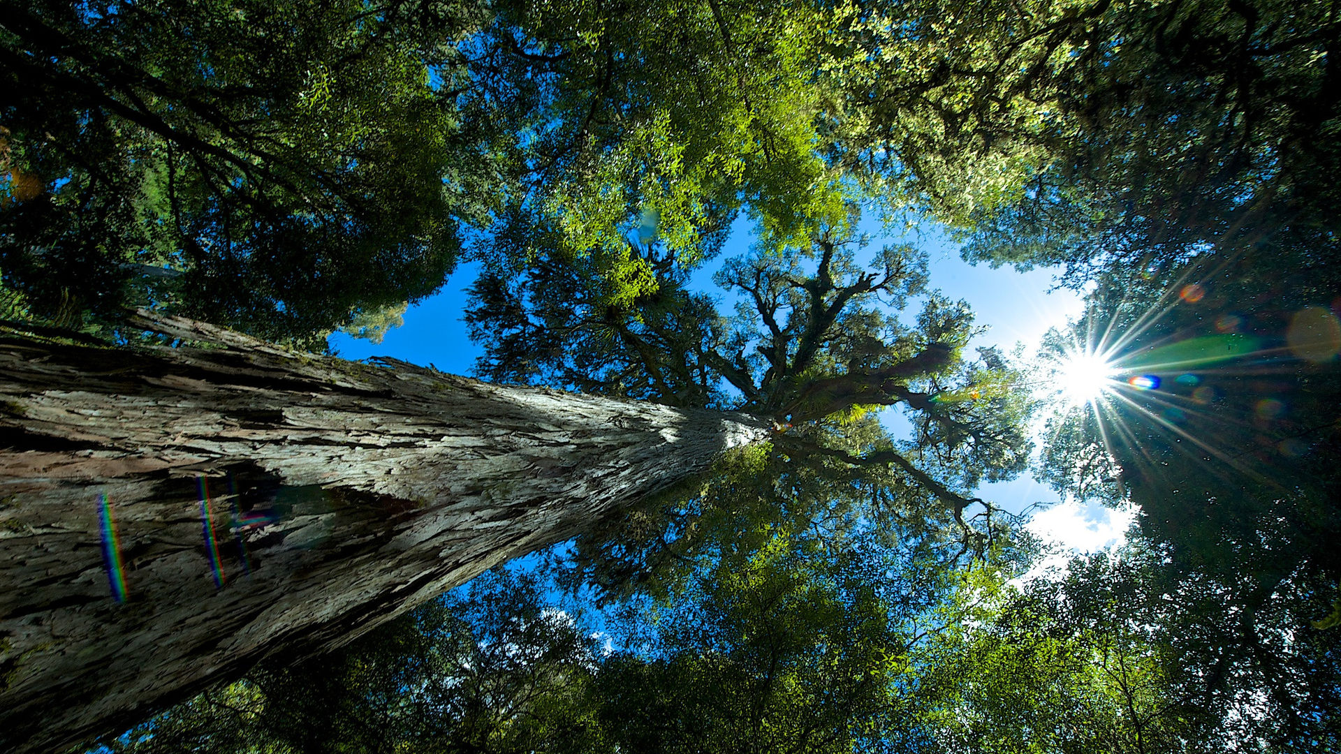 Omhoog kijkend door de bomen naar de lucht