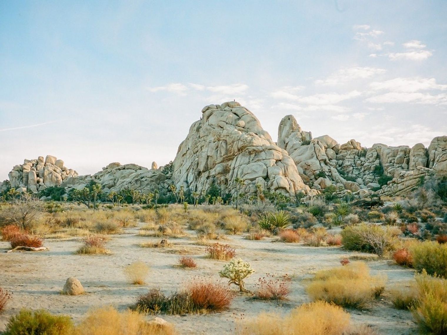 Wüstenlandschaft im Joshua Tree National Park mit Felsen, Buschland und Joshua Trees