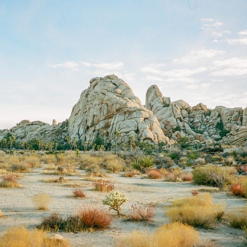 Het landschap van Joshua Tree National Park met struiken en rotsen