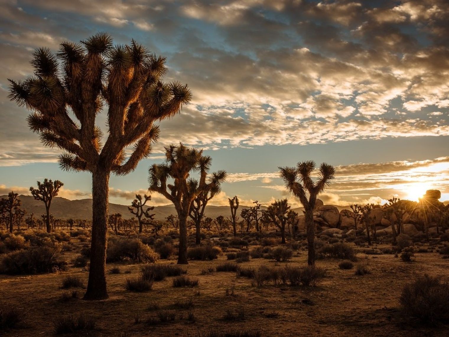 Silhouettes of Joshua trees against a golden sunset sky in Joshua Tree National Park, California