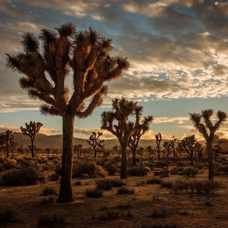 USA california Joshua Tree sunset
