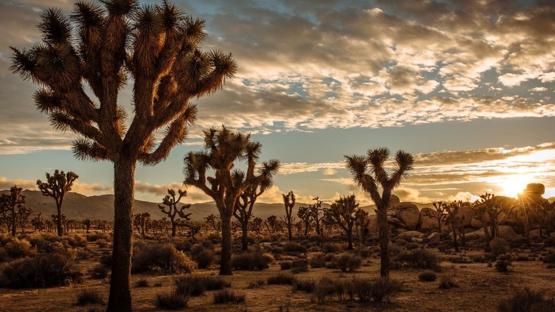 USA california Joshua Tree sunset