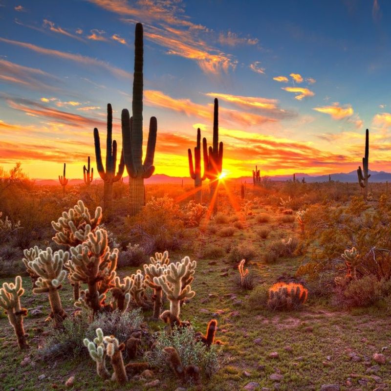 The sun sets behind a landscape of cacti in the desert in Phoenix, Arizona