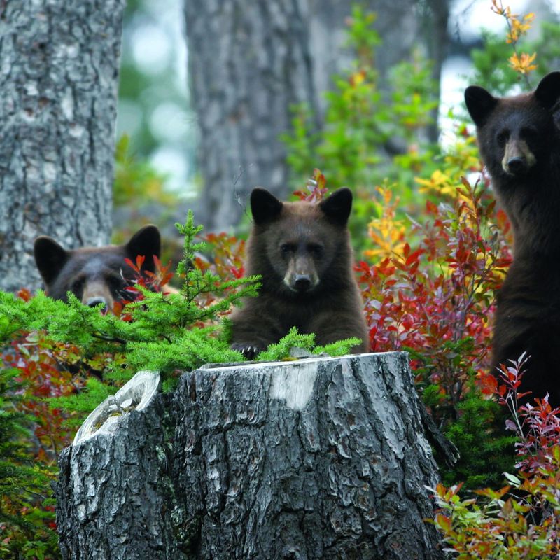 Can whistler bears trees