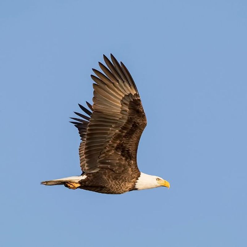 Bald eagle