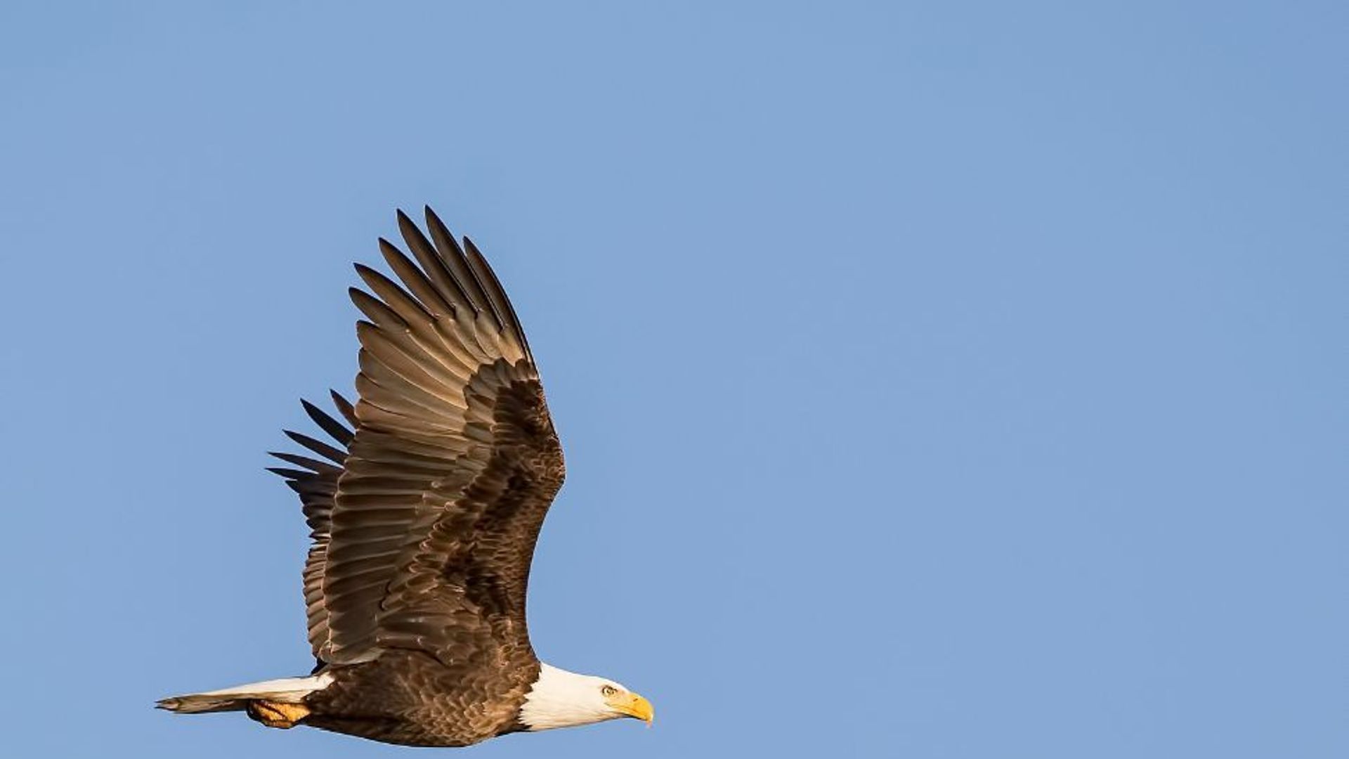 Bald eagle
