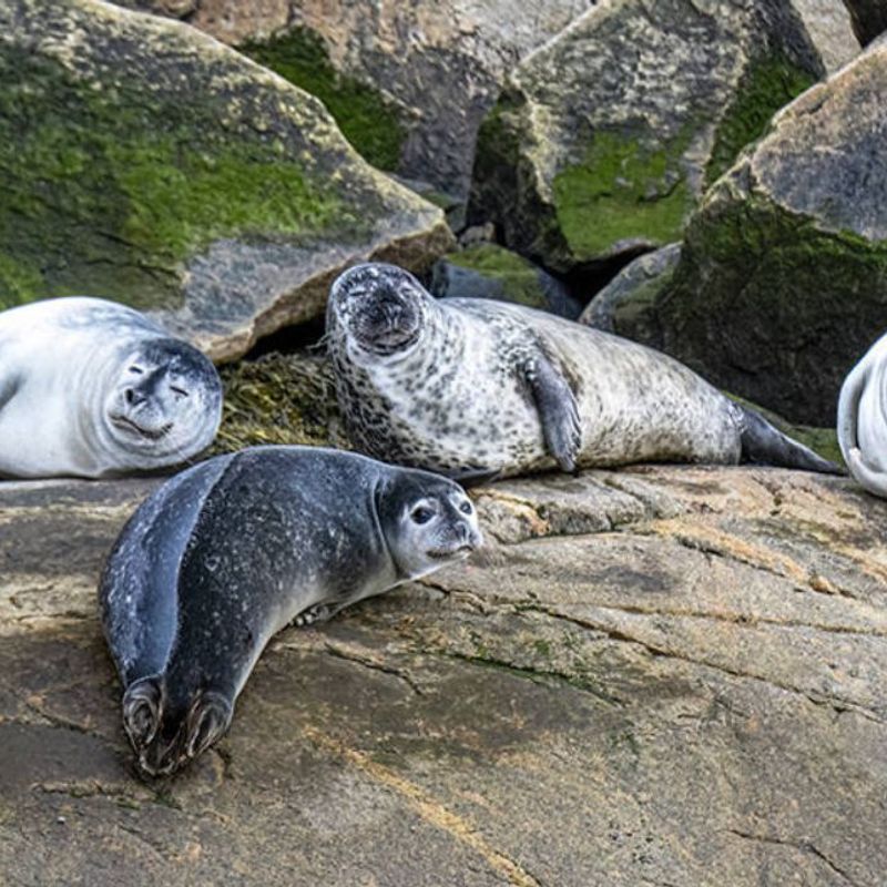 CAN Seals
