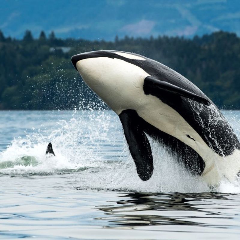 An orca breaches the water around Vancouver Island in British Columbia, Canada