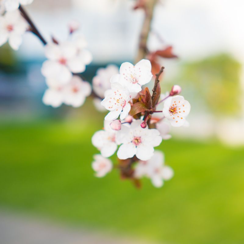 Kirschblüte im Frühling in Vancouver, Kanada