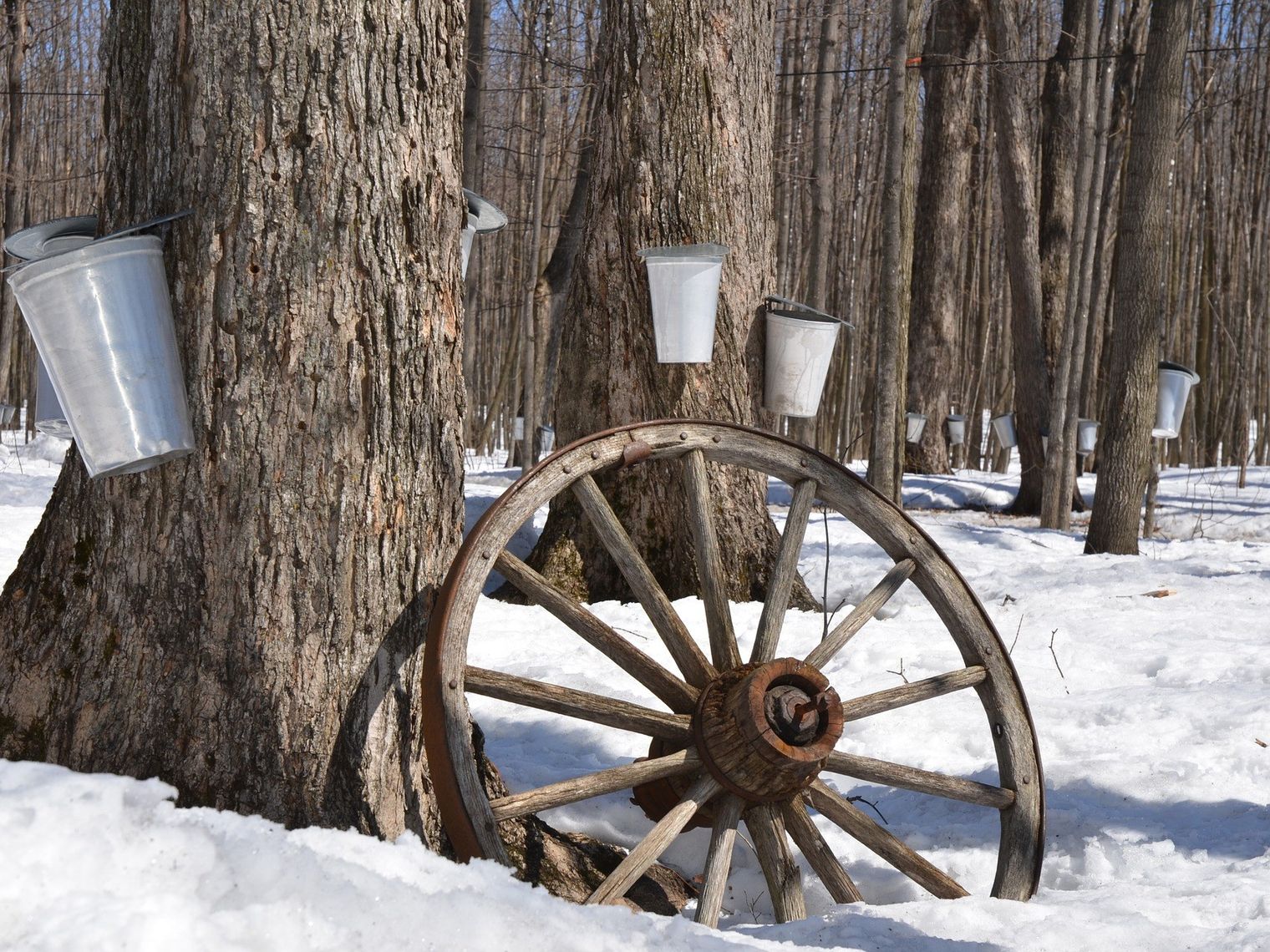 Ahornbäume mit Sammelbehältern für Ahornsirup stehen im verschneiten Wald im Frühling