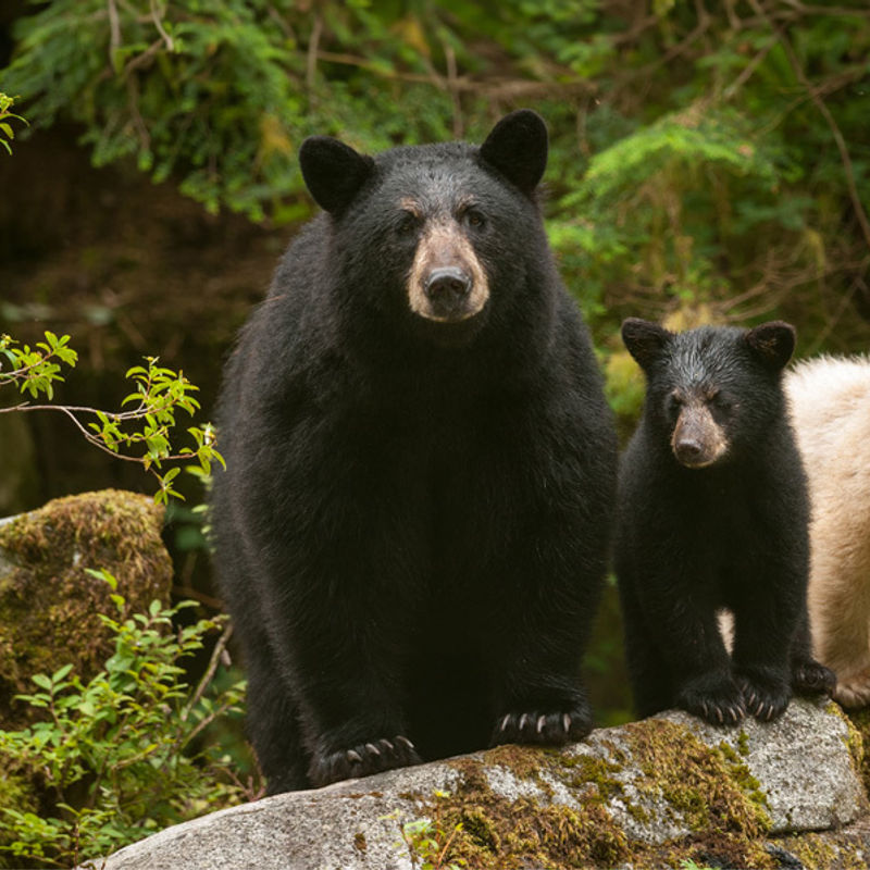 Eine Schwarzbärenmutter und zwei Jungtiere stehen auf einem Felsen im Great Bear Rainforest in Kanada.