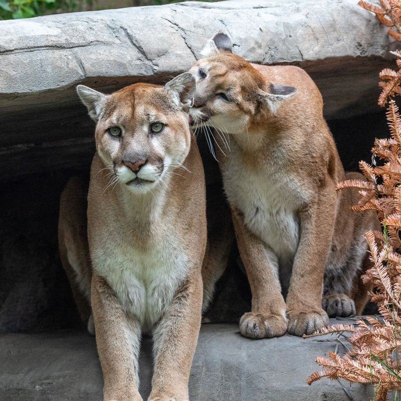 Twee poema's in de dierentuin van Calgary