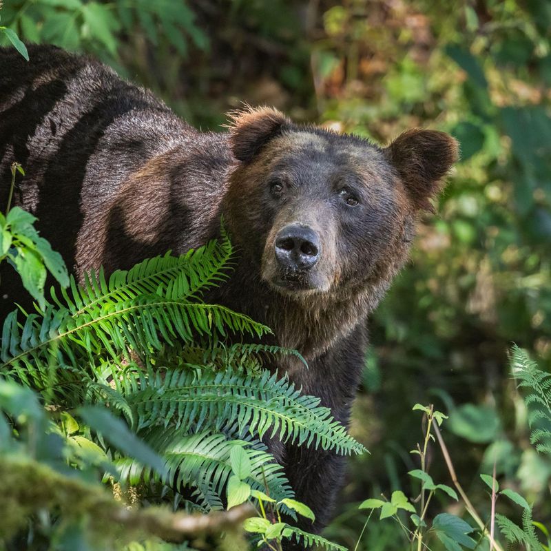 Grizzly bear places canada coast mountains