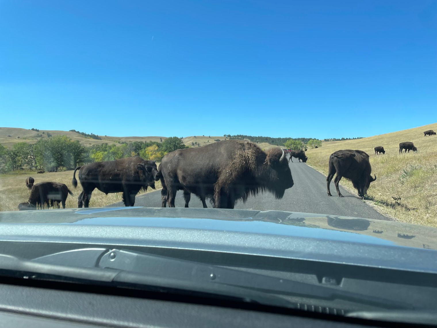 Elizabeth & John Bezzant bison