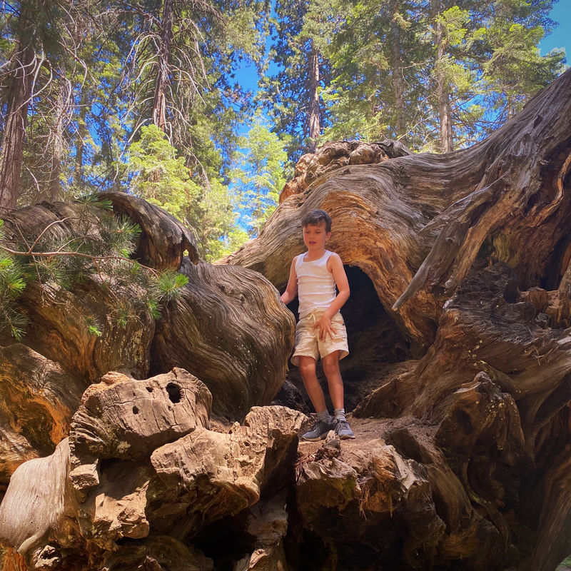 Lester family Nate on tree in Sequoia