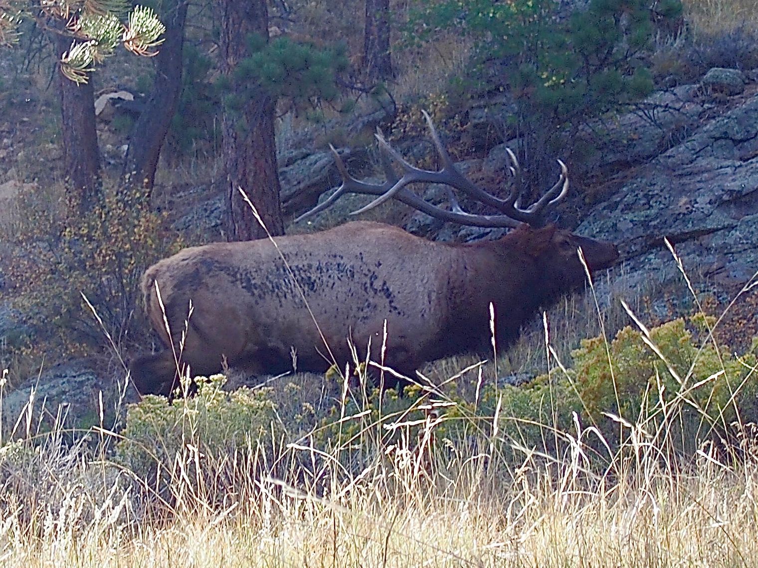 Elizabeth & John Bezzant elk