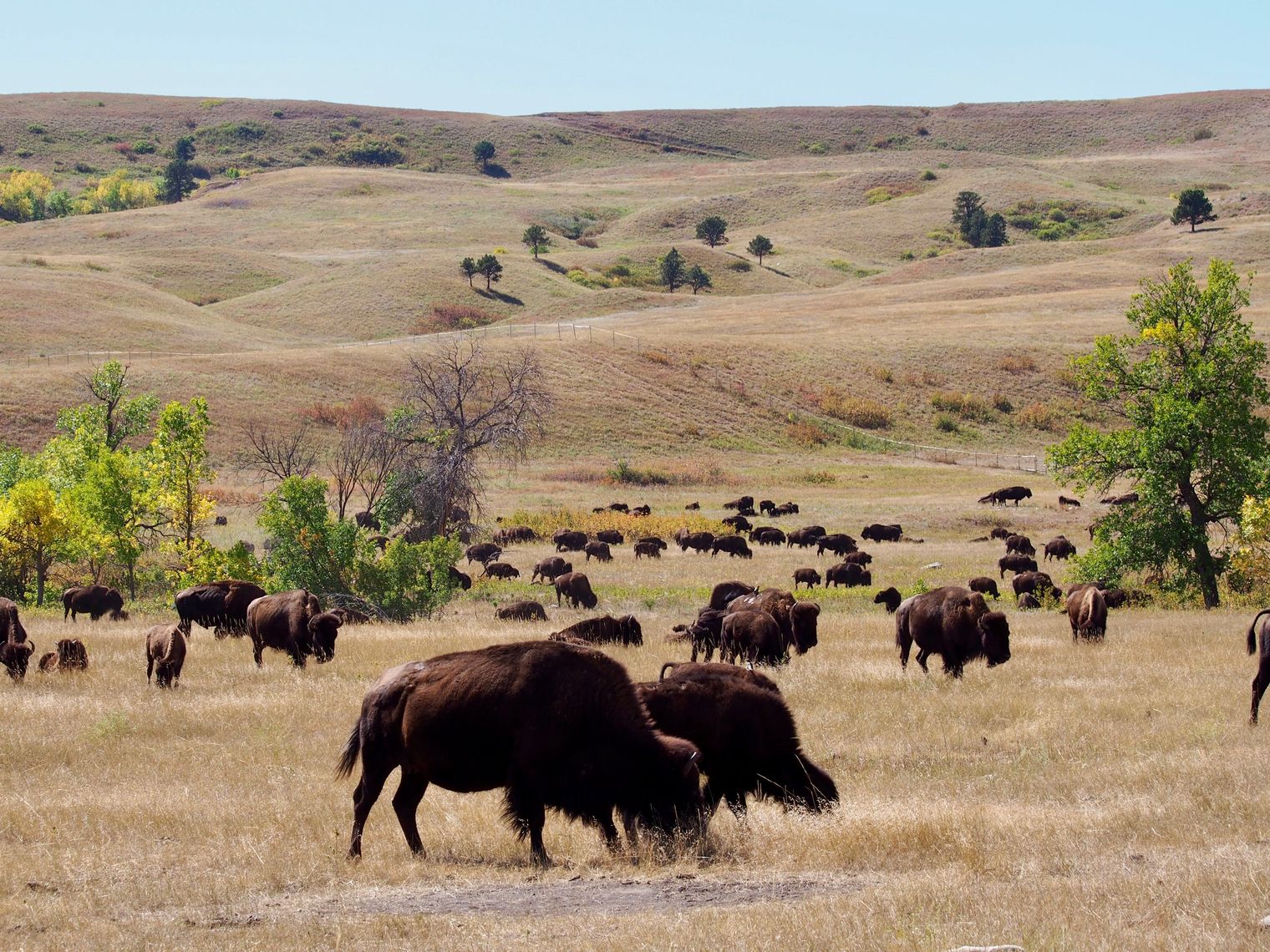 Elizabeth & John Bezzant buffalo