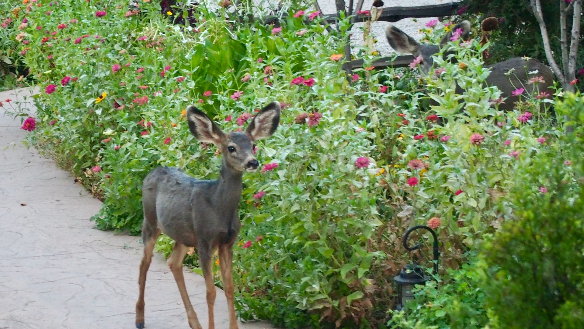 Elizabeth & John Bezzant deer