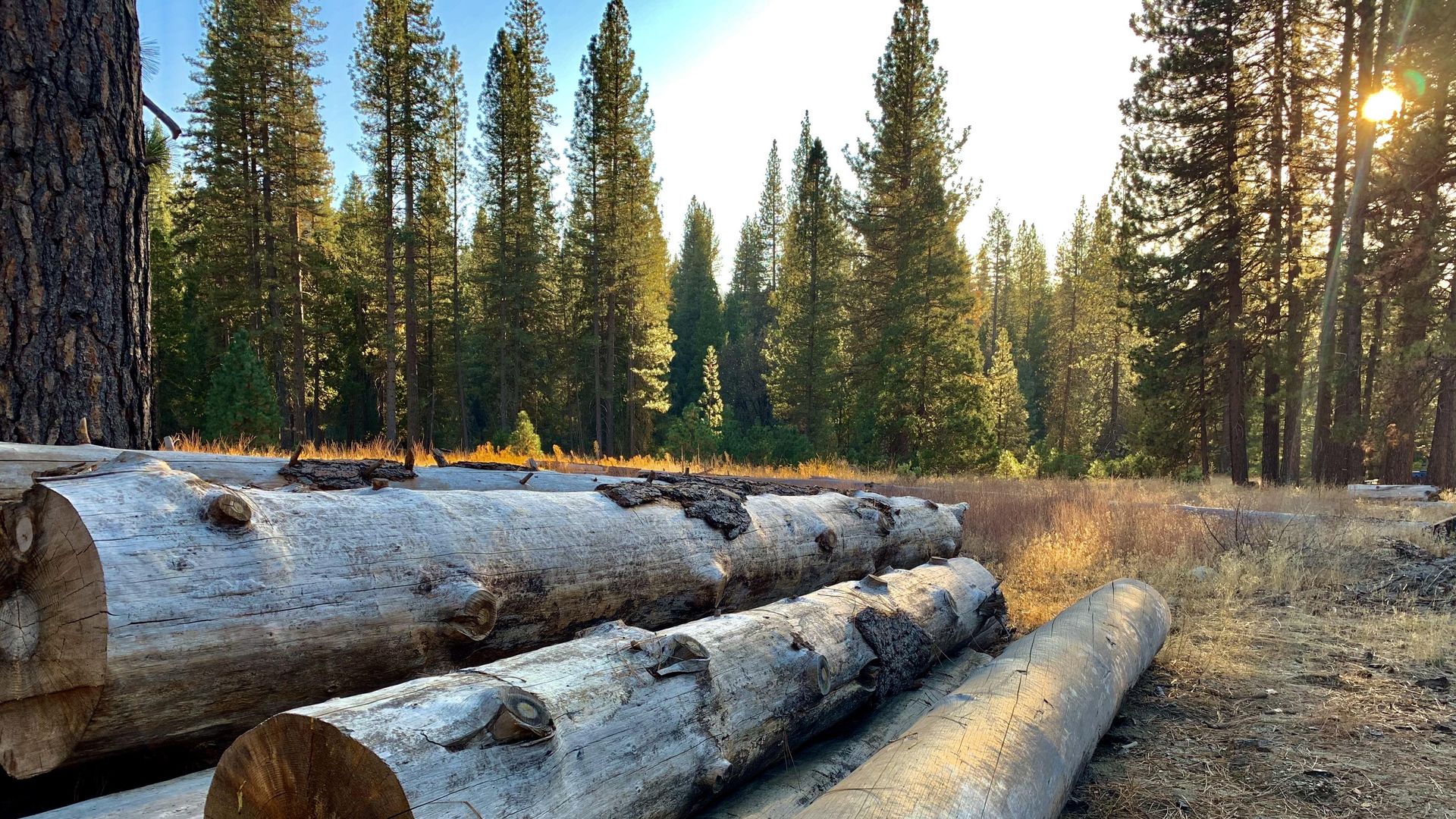 Gevelde boomstammen in een zonovergoten dennenbos in Yosemite National Park