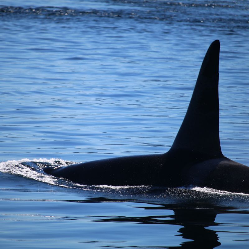 Canada Desolation Sound Orca