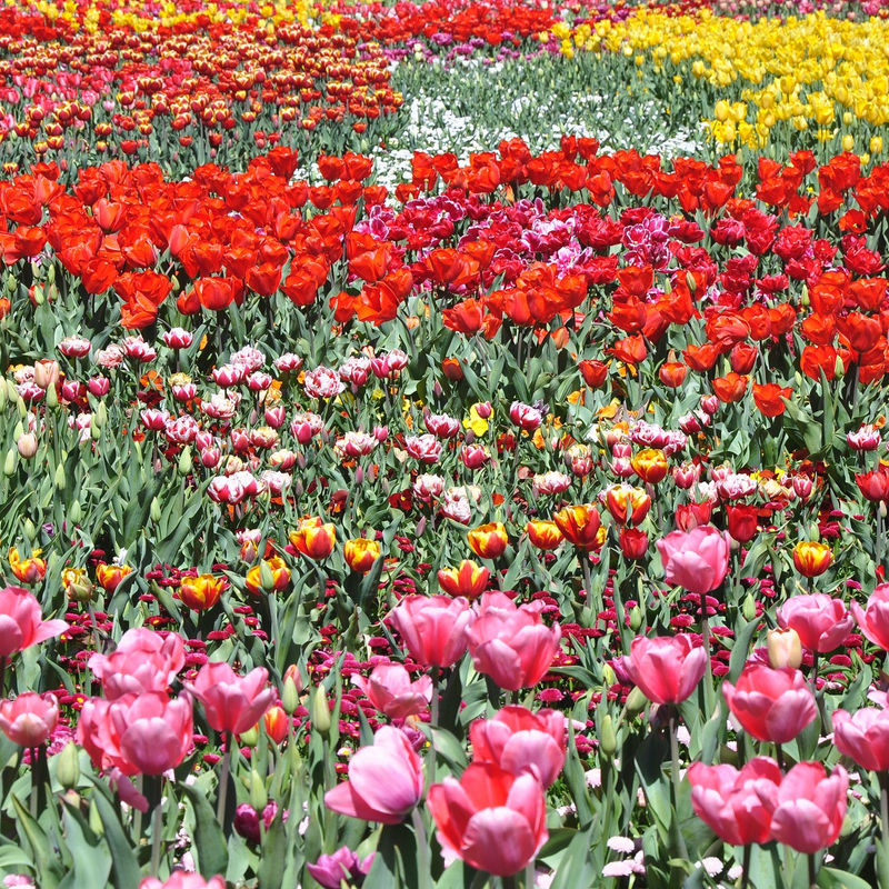 Australien Australian Capital Territory Canberra Floriade
