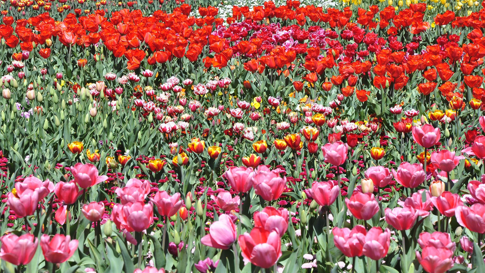 Australien Australian Capital Territory Canberra Floriade