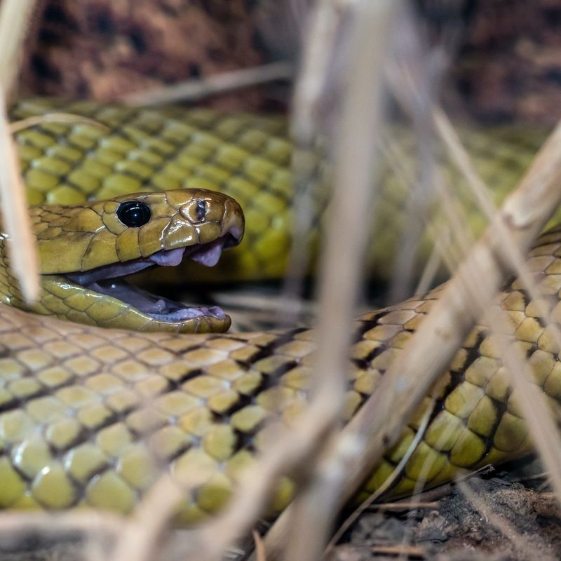 aus-inland-western-taipan-snake.jpg