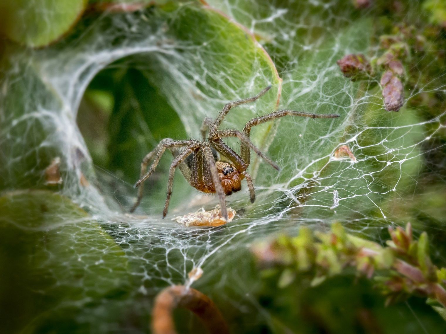 aus-funnel-webspider.jpg