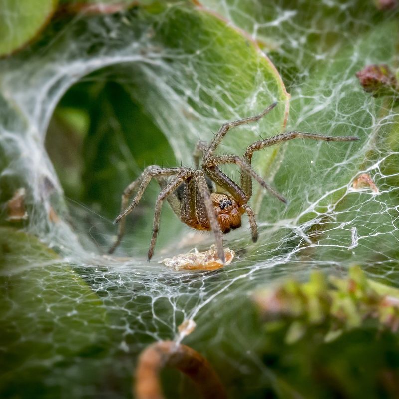 aus-funnel-webspider.jpg