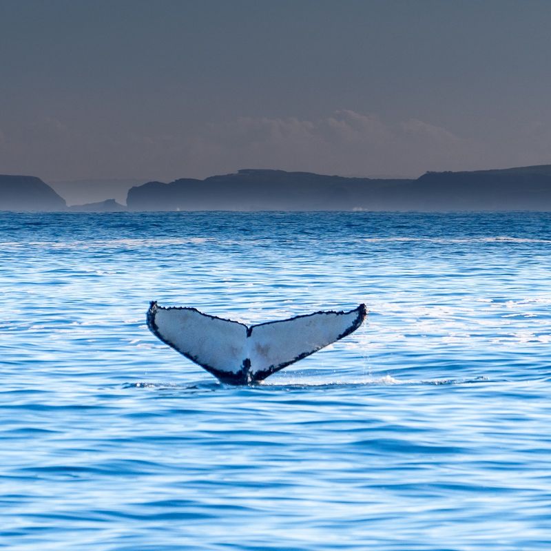 aus-vic-melbourne-phillip-island-humpback.jpg