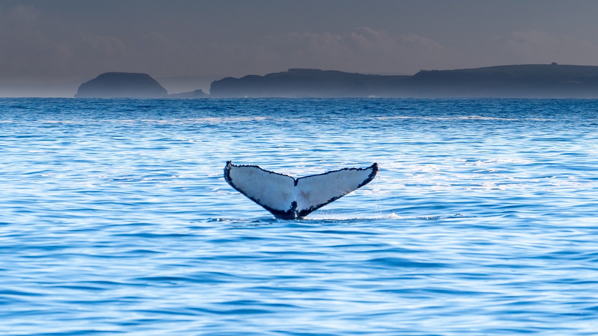 aus-vic-melbourne-phillip-island-humpback.jpg