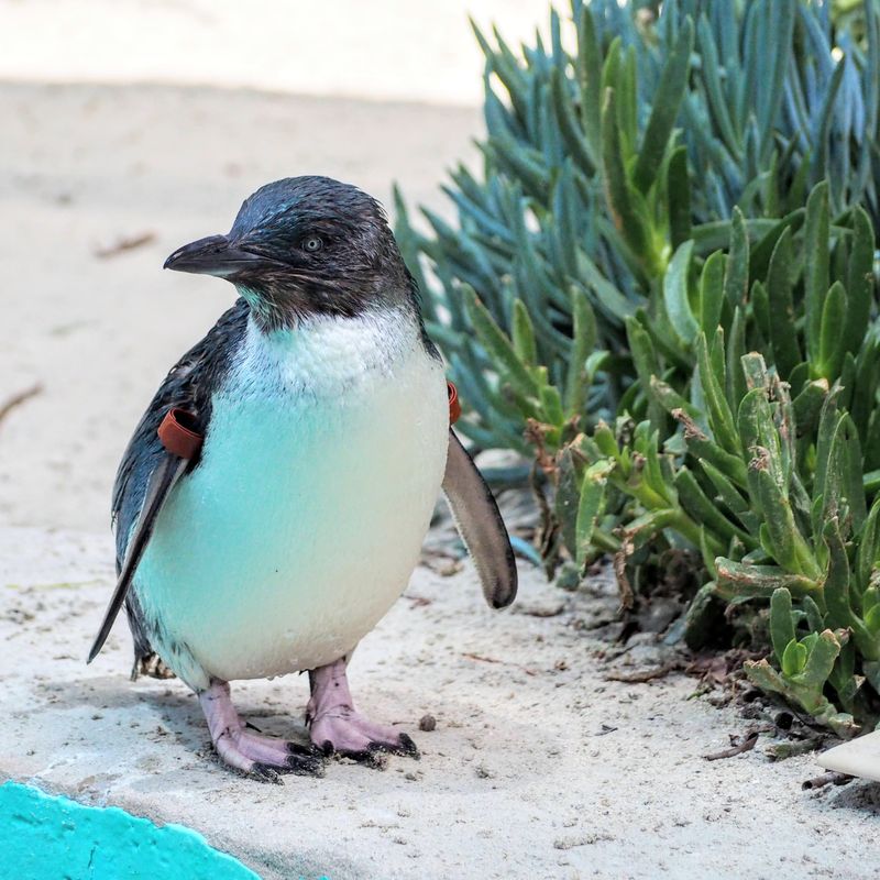 aus-vic-ballarat-wildlife-park.jpg
