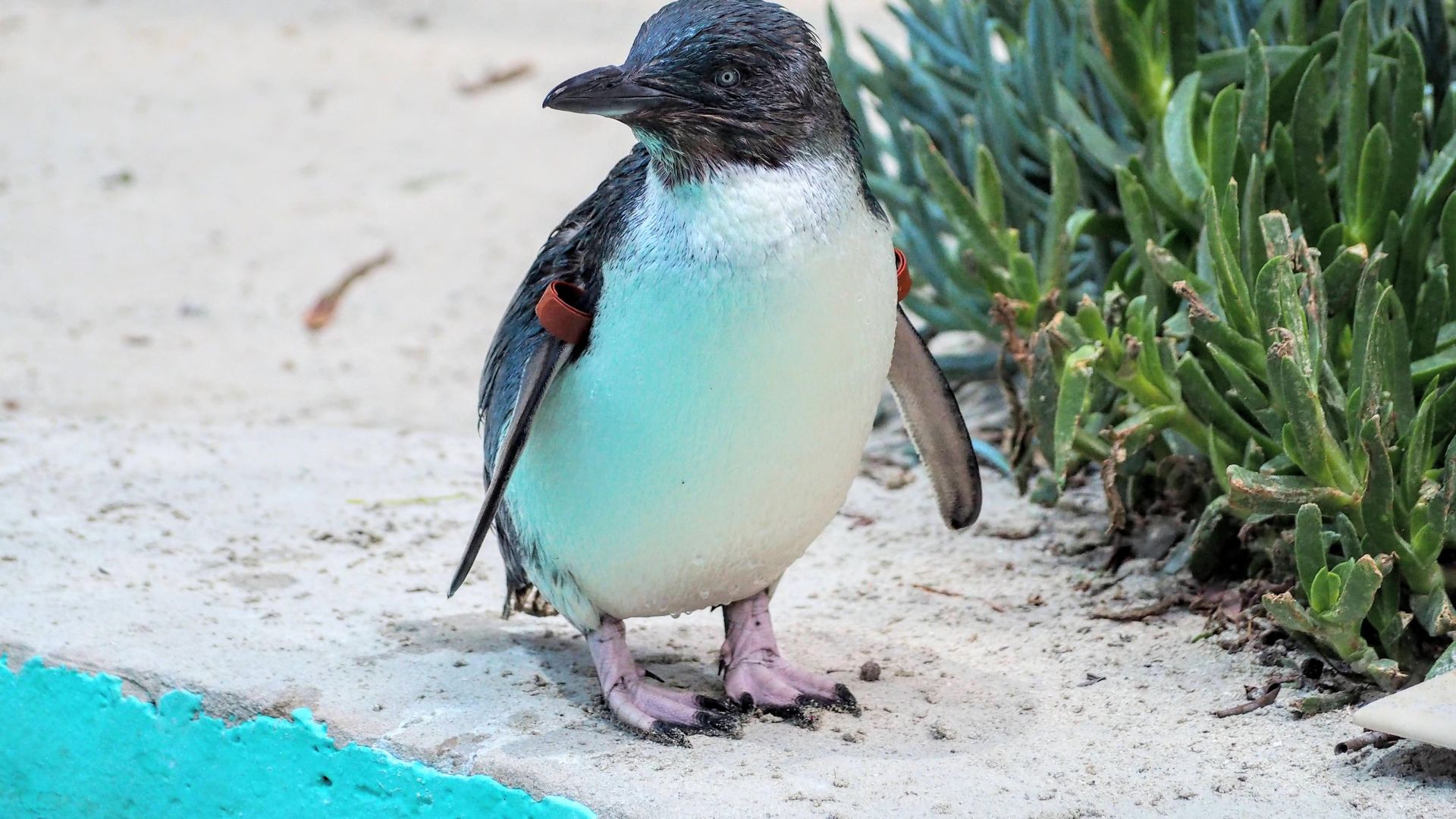 aus-vic-ballarat-wildlife-park.jpg